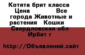 Котята брит класса › Цена ­ 20 000 - Все города Животные и растения » Кошки   . Свердловская обл.,Ирбит г.